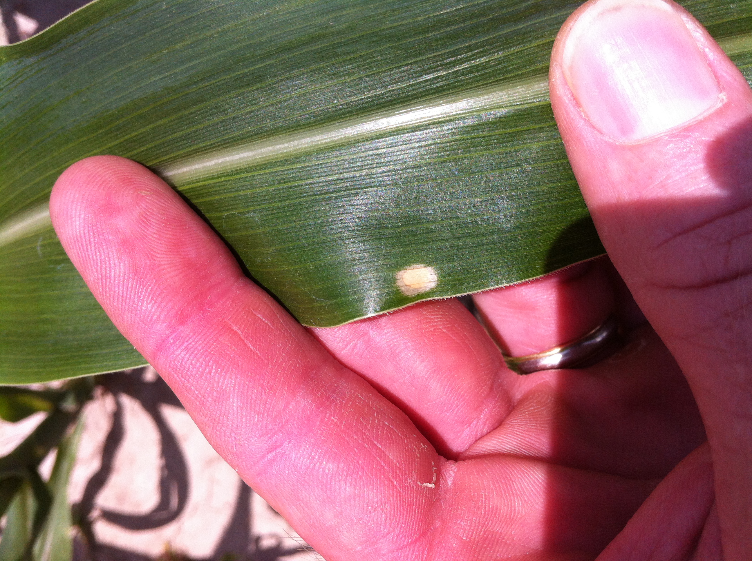 corn disease Figure 2JPG